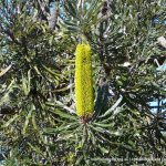 Slender banksia (Banksia attenuata).