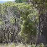 Tamworth Hill Banksia.