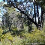 Mixed Jarrah.