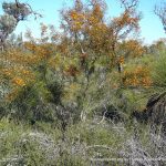 Daviesia physodes.