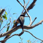 Sacred Kingfisher.