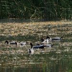 Wood-duck family.