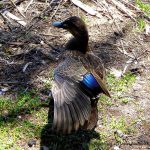 Pacific Black Duck.