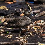 Pacific Black Duck.