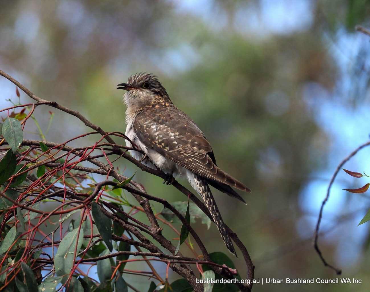 Juvenile Pallid Cuckoo