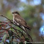 Juvenile Pallid Cuckoo