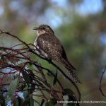 Juvenile Pallid Cuckoo