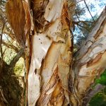 Detail - Swamp Paperbark.