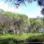 Paperbark grove.