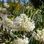 Pimelea floribunda.