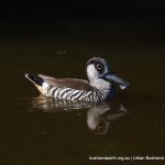 Pink-eared Ducks