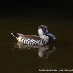 Pink-eared Duck - Lake Claremont.