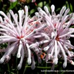 Pixie mops - Petrophile linearis.