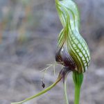 Pterostylis barbata - Bird Orchid.