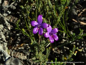 Purple Enamel Orchid.