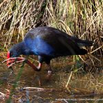 Purple Swamphen - Baigup Wetlands.