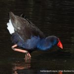 Australasian Swamphen.