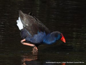 Australasian Swamphen.