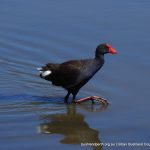 Purple Swamphen.