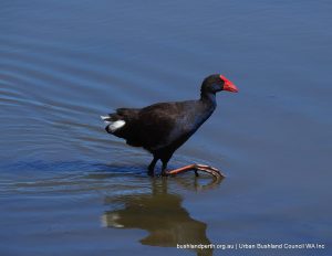 Purple Swamphen.