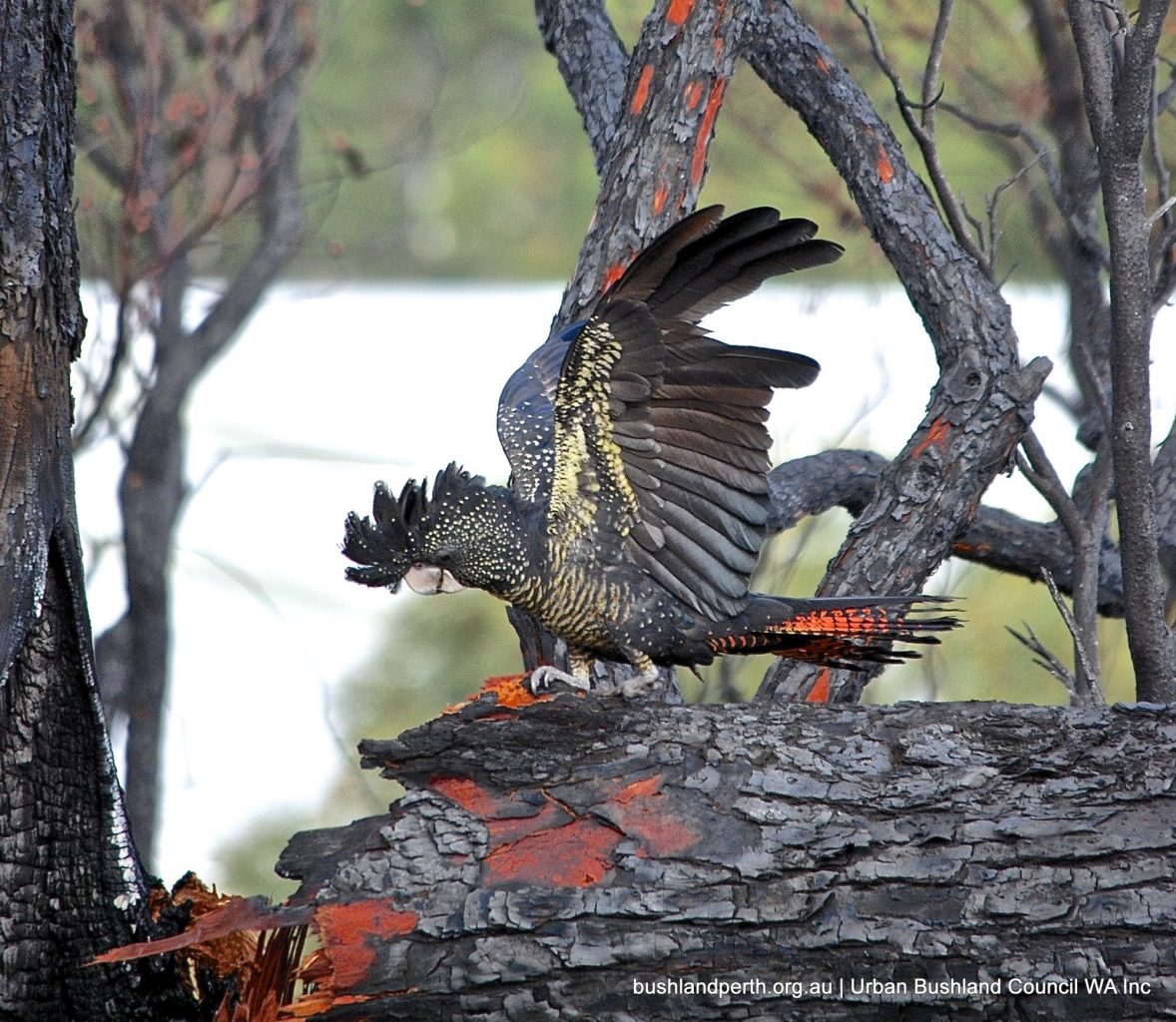 Red-tailed Black Cockatoo at Underwood Avenue Bushland.