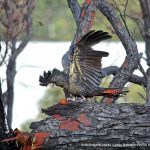 Red-tailed Black Cockatoo at Underwood Avenue Bushland.