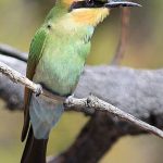 Rainbow Bee-eater.