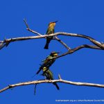 Rainbow Bee-eaters.