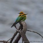 Rainbow Bee-eater - Mosman Park Bushland.