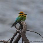 Rainbow Bee-eaters.