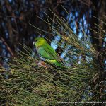 Juvenile Red-capped Parrot - Coodanup.