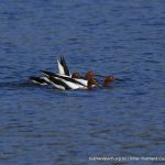 Red-necked Avocets.