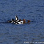 Red-necked Avocet - Lake Claremont.