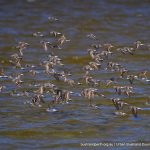 Red-necked Stint - Coodanup.