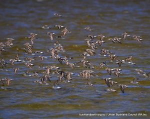 Red-necked Stint - Coodanup.