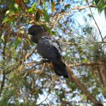 Red-tailed Black Cockatoo - Kings Park.