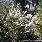 Ribbed Hakea Hakea costata.