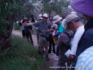 Robert Powell describing Native Pellitory.