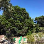 Rottnest Island cypress.