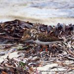 Ruddy Turnstones