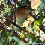 Nankeen Night-heron.