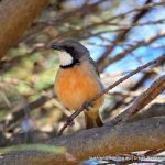 Rufous Whistler - Baigup Wetlands.