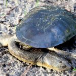 South West Snake-necked Tortoise.