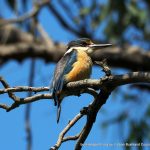 Sacred Kingfisher - Ashfield Flats.