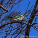 Shining Bronze-cuckoo - Creery Wetland.
