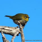 Silvereye - Rottnest Island.