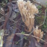 Slender Coral Fungus.