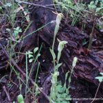 Snail Orchids.