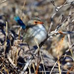 Splendid Fairy-wrens