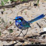 Splendid Wren - Woodman Point.